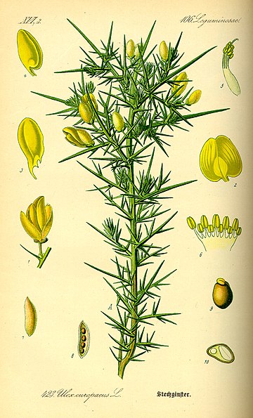 Ulex europaeus