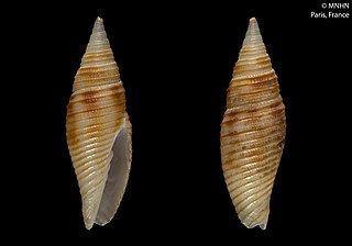 <i>Imbricaria salisburyi</i> Species of gastropod