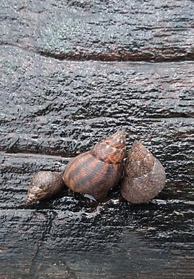 Conchas de L. angulifera (Lamarck, 1822)[1], com seus indivíduos aderidos a uma madeira em estuário do litoral do Guarujá; praia do Perequê, região sudeste do Brasil.