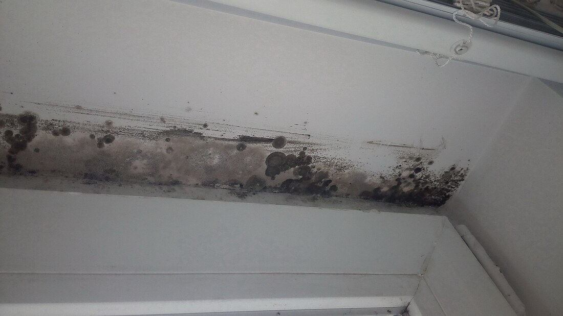 Indoor mold