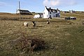 Inquisitive tups, Mid Yell - geograph.org.uk - 764415.jpg