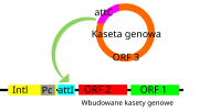 Miniatura para Integrón