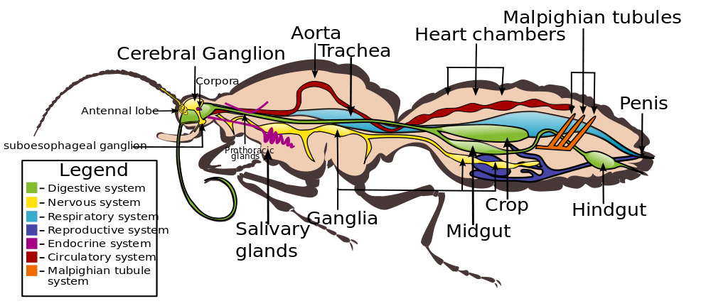 Internal morphology of adult male in the family Nymphalidae, showing most of the major organ systems, with characteristic reduced forelegs of that family: The corpora include the corpus allatum and the corpus cardiaca.