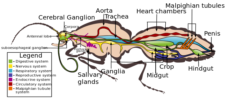 Internal morphology of adult male in the family Nymphalidae, showing most of the major organ systems, with characteristic reduced forelegs of that family: The corpora include the corpus allatum and the corpus cardiaca. Internal morphology of Lepidoptera.svg