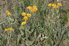 Description de l'image Inula oculus-christi (Christusaugen-Alant) IMG 24535.JPG.