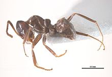 Iridomyrmex gibbus.jpg