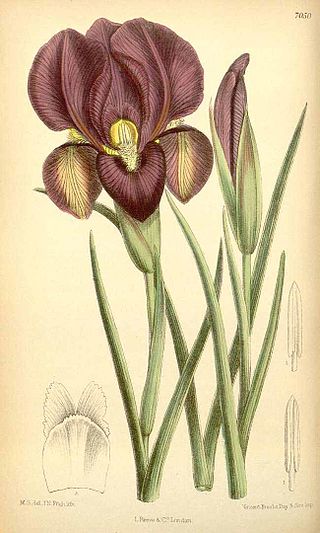 <i>Iris barnumiae</i> Species of plant