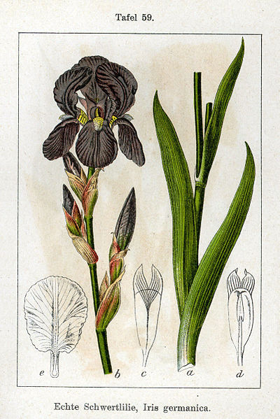 File:Iris germanica Sturm59.jpg