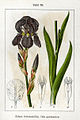 Iris germanica