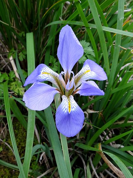 File:Iris unguicularis. Mahieddine Boumendjel.jpg
