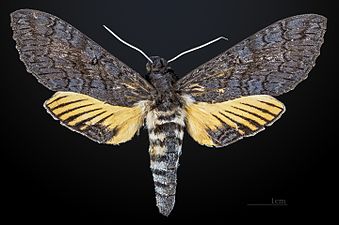 Isognathus caricae ♀