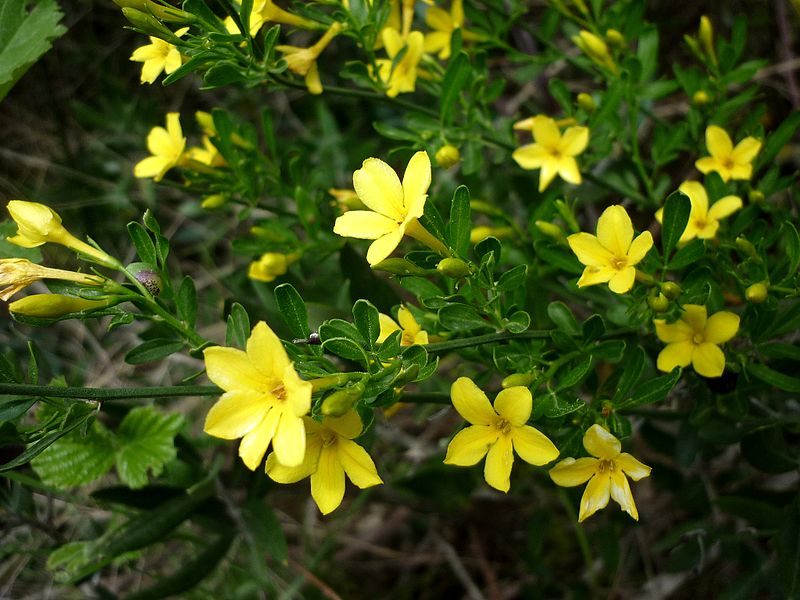 File:JASMINUM FRUTICANS - AGUDA - IB-094 (Gessamí groc).JPG