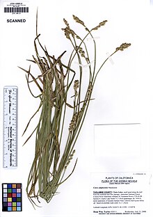 JEPS109118 Carex kuchaytirgichlari (5622477482) .jpg