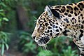 Amurleopard