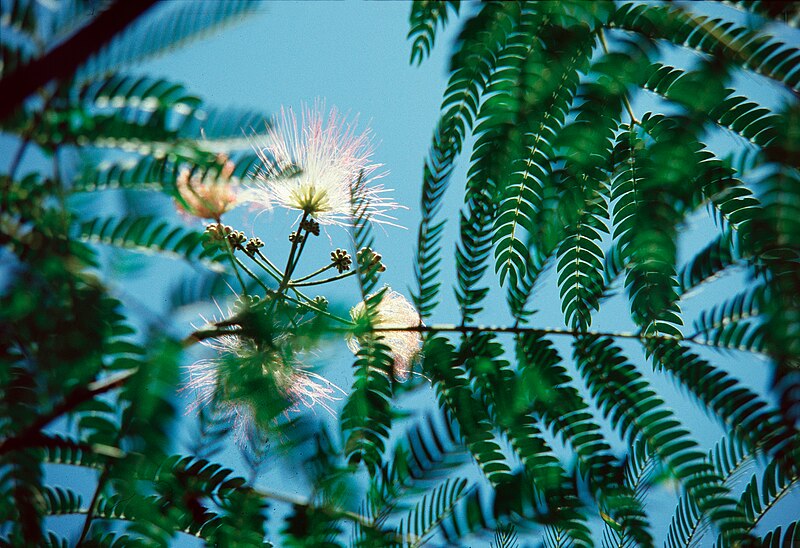 File:Japan, blossoming tree.jpg