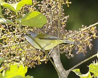 <span class="mw-page-title-main">Mees's white-eye</span> Species of bird