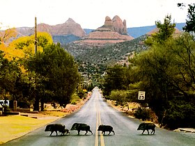 Javelina family in Sedona