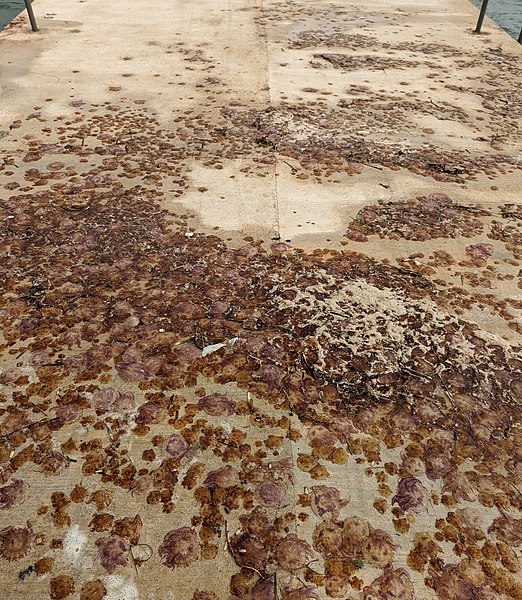 File:Jellyfish at St Thomas Bay, Malta.jpg