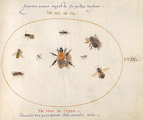 Animalia Rationalia et Insecta (Ignis):  Plate LXIX
