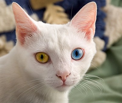 Kočka s úplnou heterochromií duhovek