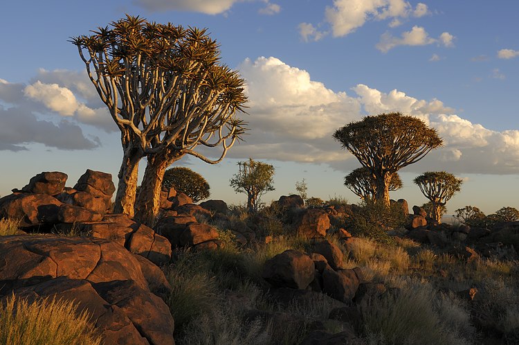 Лес колчановых деревьев недалеко от Китмансхупа, Намибия