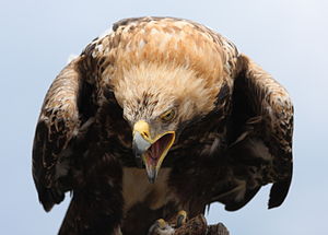 Eastern Imperial Eagle