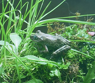 Kajika frog Species of amphibian