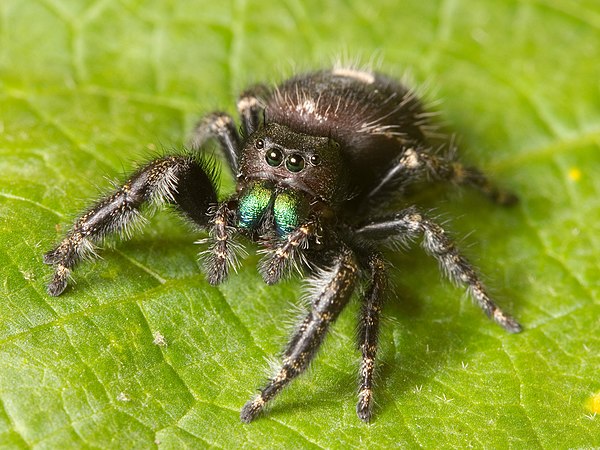 The jumping spider Phidippus audax. The basal parts of the chelicerae are the two iridescent green mouthparts.