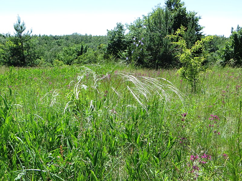 File:Kaniv Nature Reserve (May 2018) 38.jpg