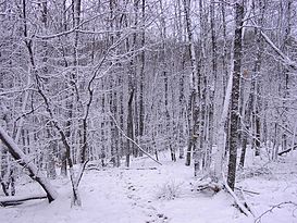 Kazanka.winter.in.the.forest.JPG