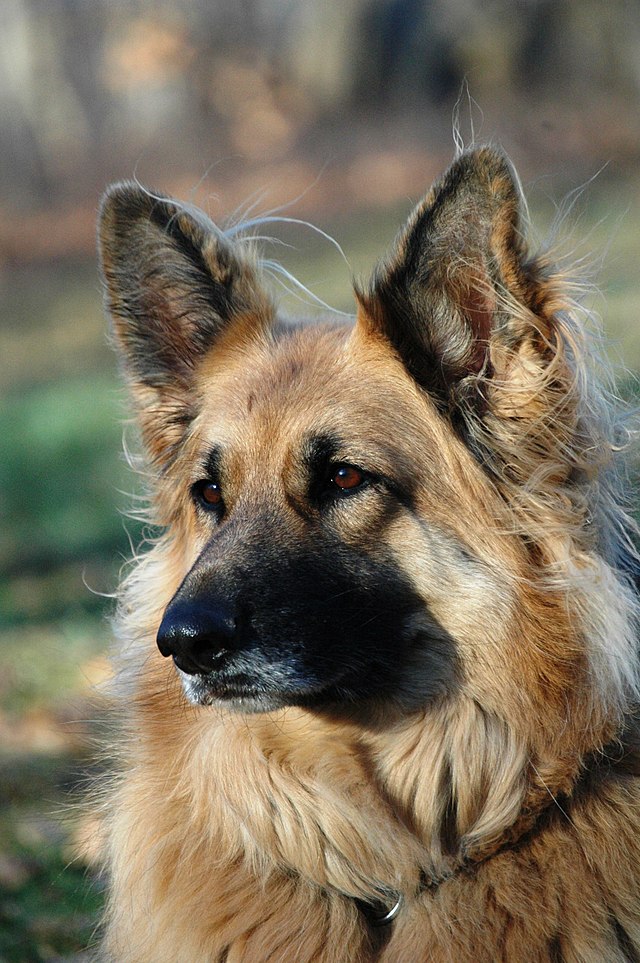 Belgian Shepherd - Wikipedia