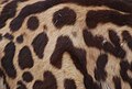 King cheetah fur.JPG