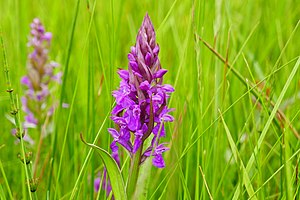 Broad-leaved orchid (Dactylorhiza majalis) in the Alte Beverwiese nature reserve (Orchideenwiese) (May 2016)