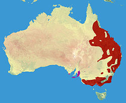 Koala: Etymologi, Opprinnelse, Beskrivelse