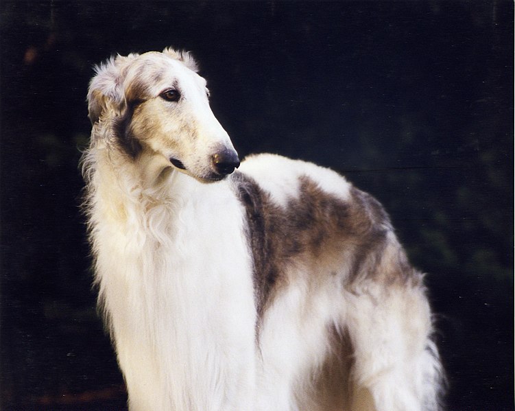 File:Kobold (my first Explore photo) - Flickr - Ferlinka Borzoi (Deb West).jpg