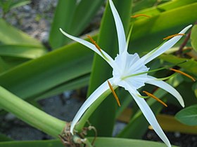 Hymenocallis sp.