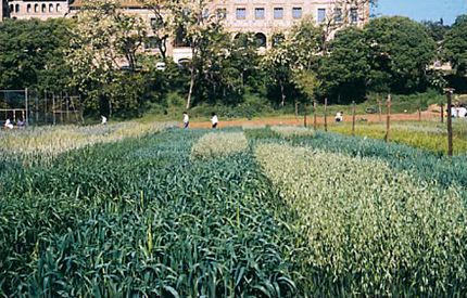 Torre Marimon - Caldes de Montbui (Vallès Oriental), primavera de 1988