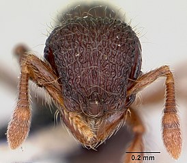 Lachnomyrmex scrobiculatus