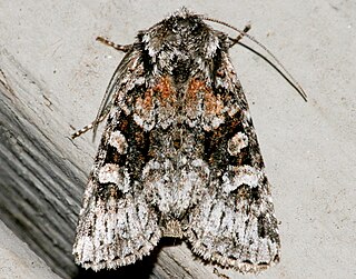 <i>Lacinipolia cuneata</i> Species of moth