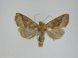 <i>Lacinipolia lorea</i> Species of moth