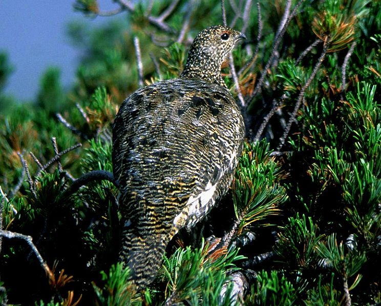 File:Lagopus muta japonica female Kaikoma.jpg