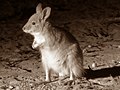 rufous hare-wallaby