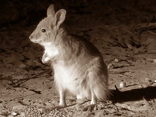 <span class="mw-page-title-main">Rufous hare-wallaby</span> Species of marsupial