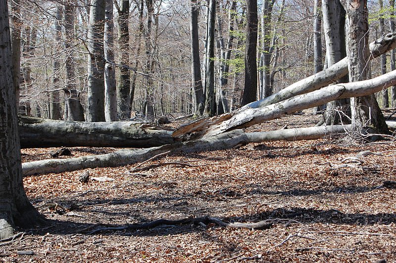 File:Lainzer Tiergarten Wald 01.jpg