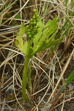 Botrychium lanceolatum