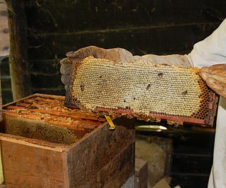 Langstroth hive