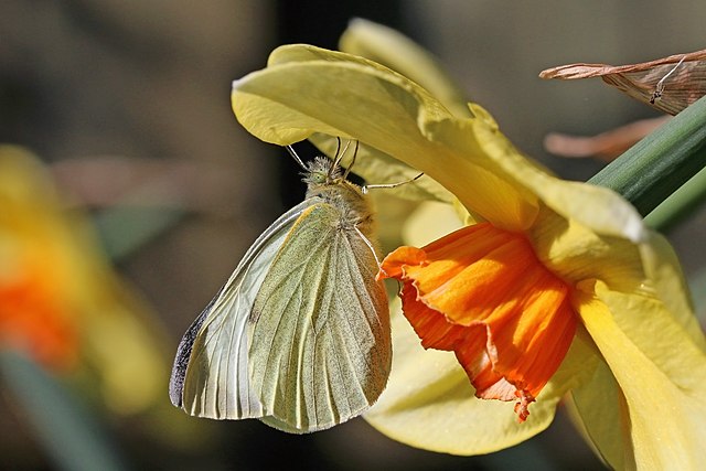 Капустная белянка (Pieris brassicae) на цветке нарцисса