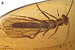 Largusoperla billwymani holotype fig9 A.jpg