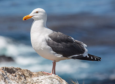A Larus occidentalis (Western gull) at Point Lobos State Reserve near Monterey, California, United States