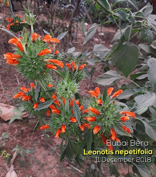 File:Leonotis011.jpg